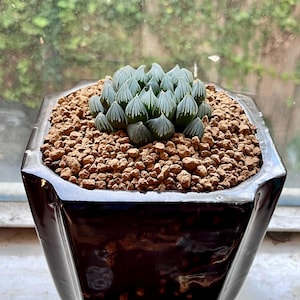 BrambleandBloomShop - Etsy