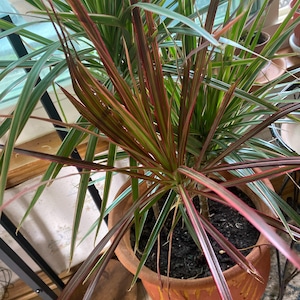 hawaian pothos Variegated Hawaiian Pothos