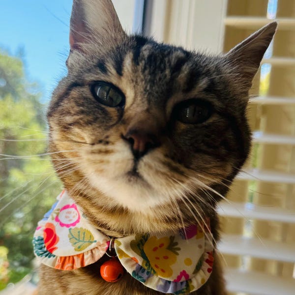Floral Cat Collar, Shirt Cat Collar, Flowers Print Cat Collar,