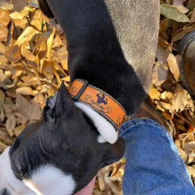 Dog Collar Movie Hercules 1 Adjustable Buckle Dog - Etsy