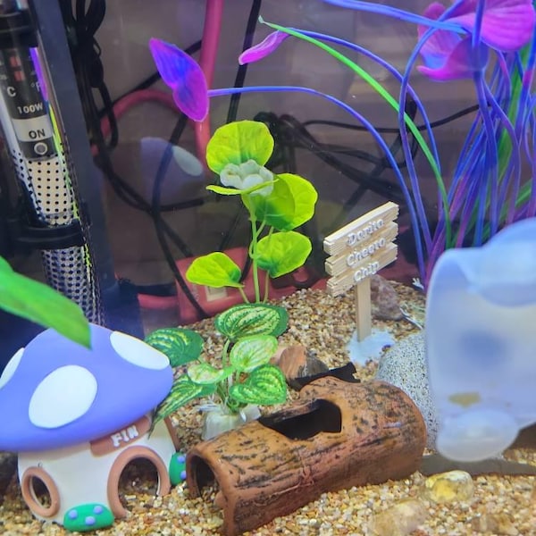 Floating Aquarium Fish Exercise Hoop Star Shaped Betta Enrichment Ring Photo Inspiration