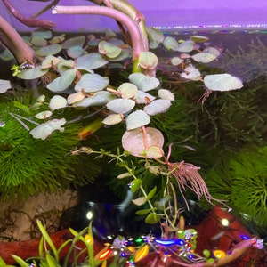 Tricia added a photo of their purchase