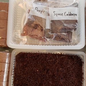 Hydroponic Self Watered Personal Purple Radish Mix Microgreen | Etsy