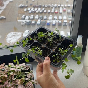 Emma ha añadido una foto de su compra