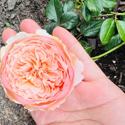 Masora マソラ 真宙 Japanese Rose Super Lovely Big Flowers Heat Resistance ...