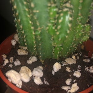 Comprador de Etsy ha añadido una foto de su compra