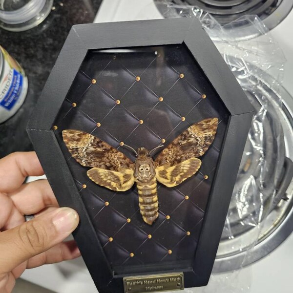 Succubus Curiosities Deaths Head Moth Black Frame