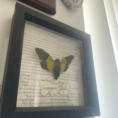 REAL YELLOW Draco Flying Lizard From Indonesia Taxidermy - Etsy