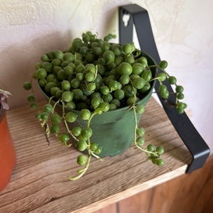Miranda ha aggiunto una foto del proprio acquisto