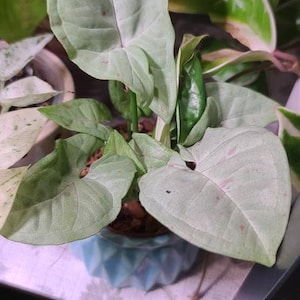 Nia hat ein Foto des gekauften Artikels hinzugefügt