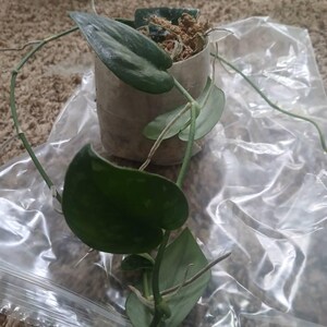 Ivon added a photo of their purchase
