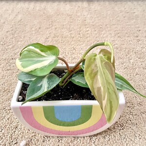 Jaymes dodał(a) zdjęcie swoich zakupów