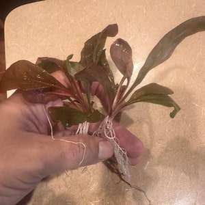 Juan adicionaram uma foto da sua compra