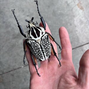Goliathus Orientalis Democratic Republic of Congo (CD), Wild