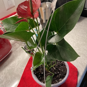 Anthurium Livium: Award-winning Novelty Plant - Etsy