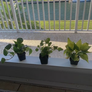 Cathy added a photo of their purchase