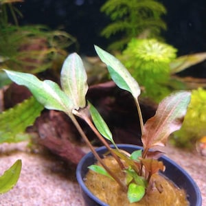 Angela added a photo of their purchase