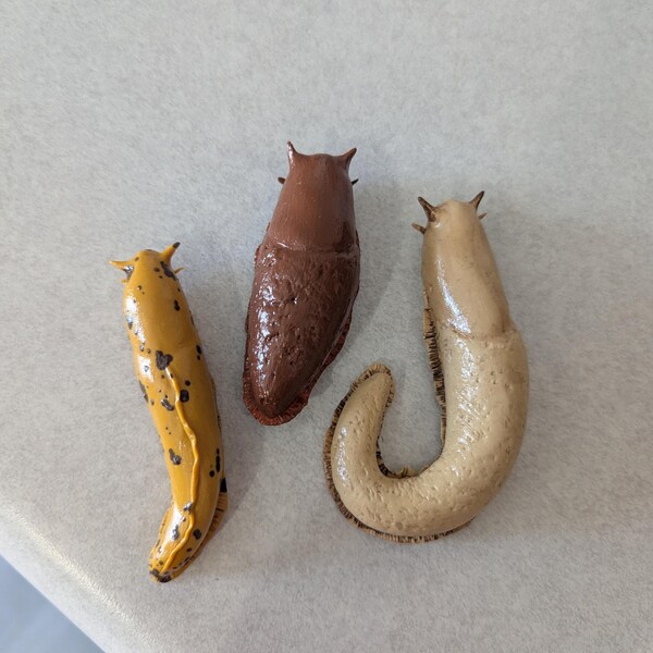 Midwest Insect Collection Labeled Assorted Butterflies Beetles Flies ...