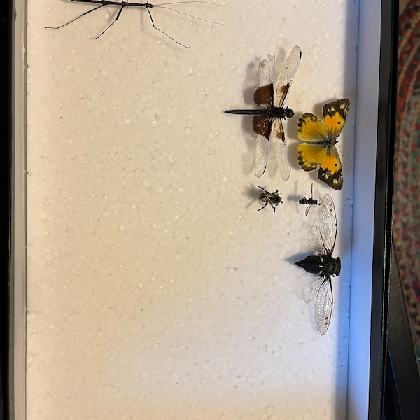 Insect Display Case (12 X 8 X 3) - Etsy