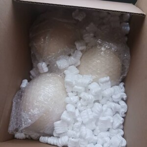 Snapping Turtle Skeleton Full Data Beautiful Specimen Complete Cleaned ...