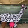 Udderly Adorable Cow Udder Dog Costume! Horn “hat” Also Available ...