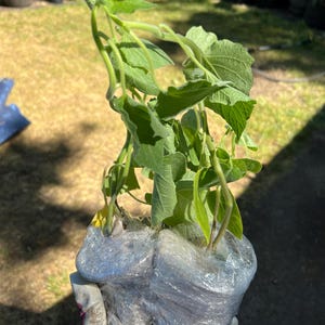 Soknou heeft een foto van zijn/haar aankoop toegevoegd