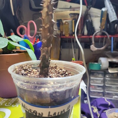 Crown Of Thorns (Euphorbia Milii) Starter Plant - Well Rooted - Hope's Garden