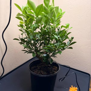 Lachlan added a photo of their purchase