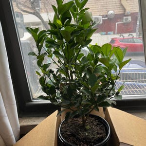 Omdala added a photo of their purchase