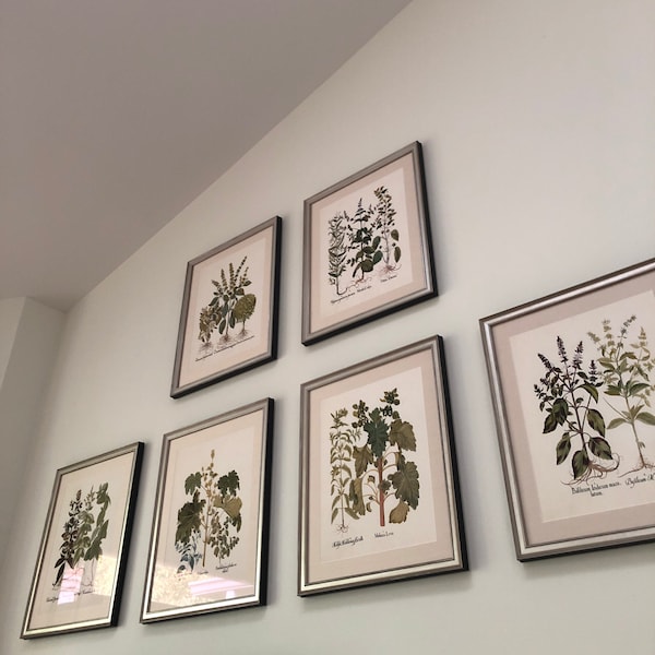 botanical herb prints set of 4 unframed botanical herb... Antique Herbs Print Set No. 32, Herb Prints, Botanical Prints ...