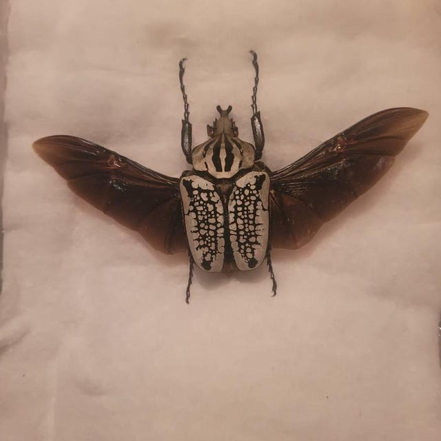 標本 Congo Goliathus orientalis 91mm Goliathus-orientalis-hand-