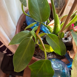 Erin さんが購入した商品の写真を追加しました