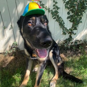 propeller hat for dog