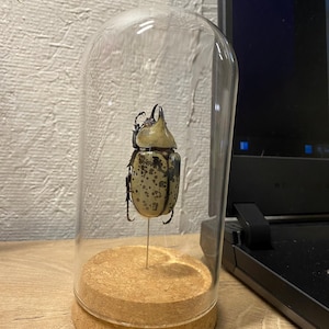 Merideth ha añadido una foto de su compra