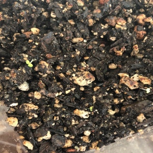 Echeveria Cante, Rare Succulent, 10 Seeds - Etsy