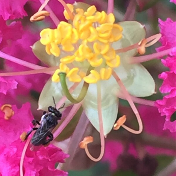 Native Bees of the ACT and NSW South Coast