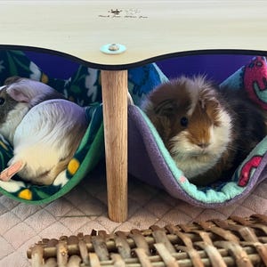 Guinea pig hammock pets at home outlet