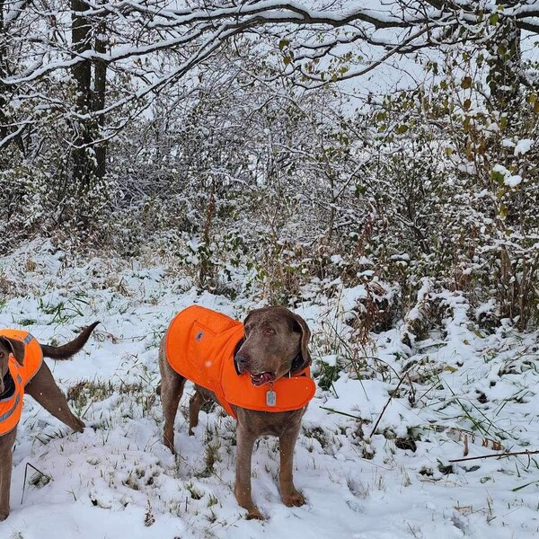 2025 Silver Labrador Retriever Calendar Annual Silver Lab Calendar