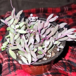 Tracy added a photo of their purchase