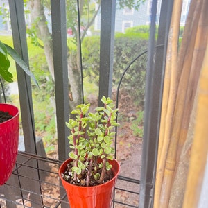 Jasmyne added a photo of their purchase