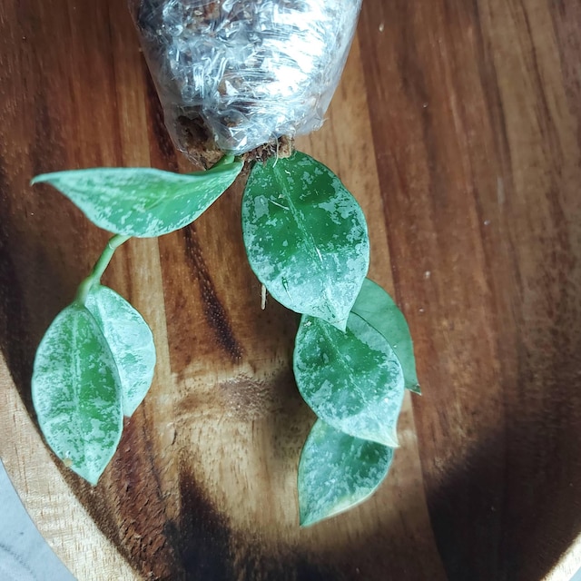 Hoya Lacunosa Zebra Skin Live Exotica Tropical Plant Indoor