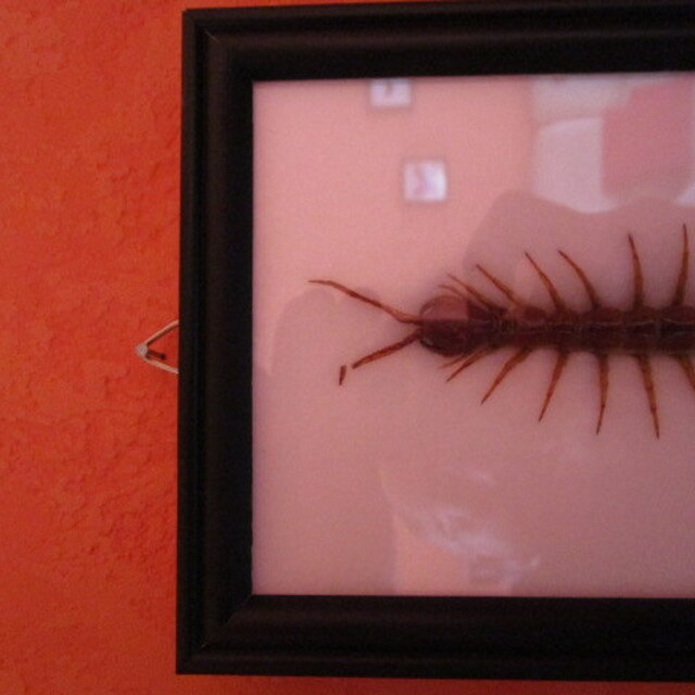 巨大ムカデ（Scolopendra subspinipes）｜額装・マウントされたクモ類