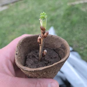 Mirissa added a photo of their purchase