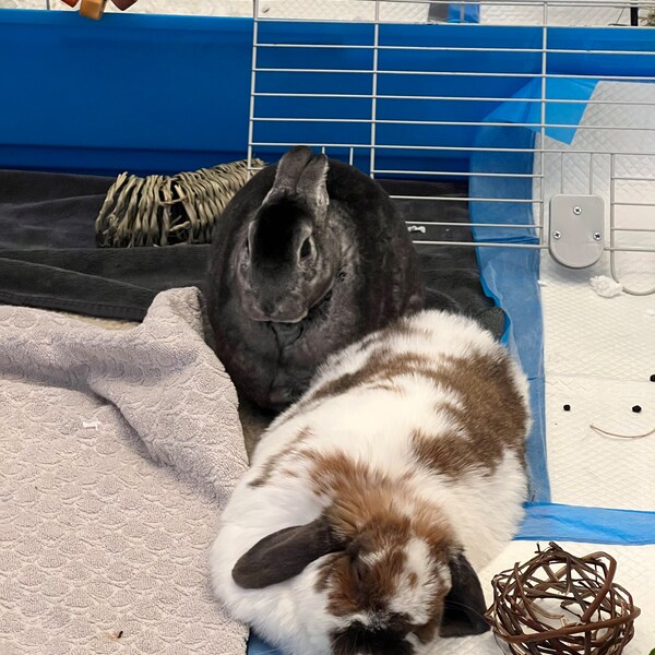 Spring Flavored Vine Rings for Rabbits | Organic and Healthy Chew for ...