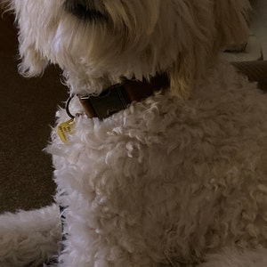 Dog collar Trixie Rustic Dark brown L