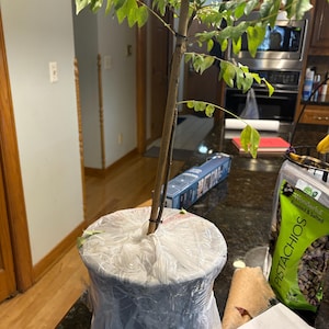 R added a photo of their purchase