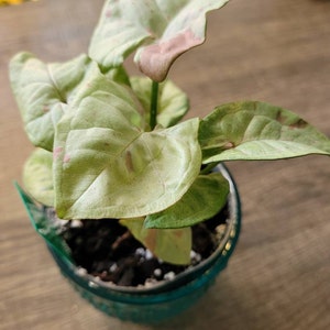 Amber hat ein Foto des gekauften Artikels hinzugefügt