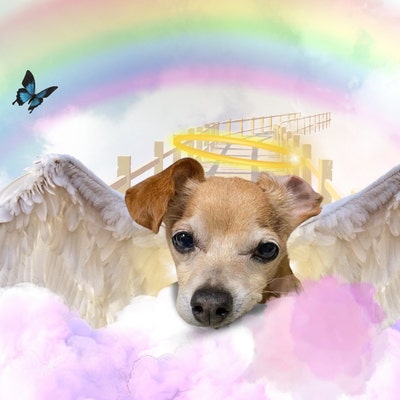 Custom Rainbow Bridge Pet Memorial Photo - Etsy