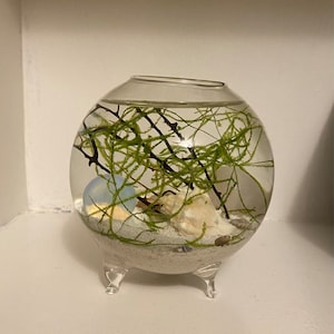 Marissa さんが購入した商品の写真を追加しました