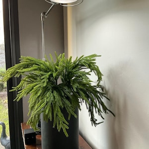 Antoine added a photo of their purchase